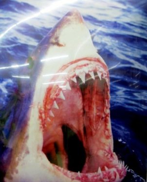 Attaque de requin à la Réunion