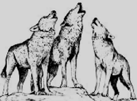 Loups (Web)
